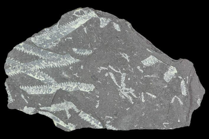 Fossil Graptolite Cluster (Didymograptus) - Great Britain #103451